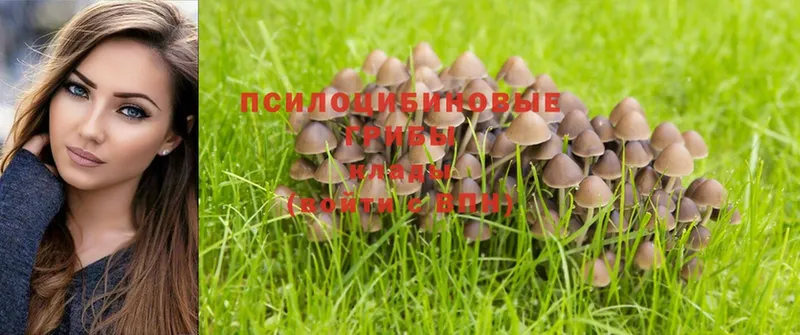 Псилоцибиновые грибы Magic Shrooms  mega ссылки  Бодайбо  сайты даркнета как зайти  цена  